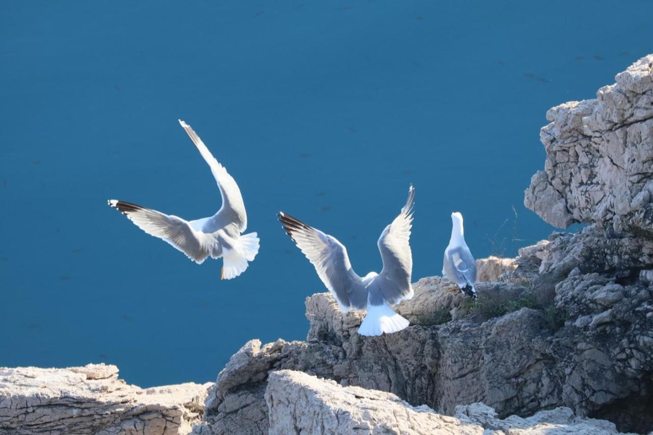 Vila Verbana Apartments Vrbnik  Dış mekan fotoğraf