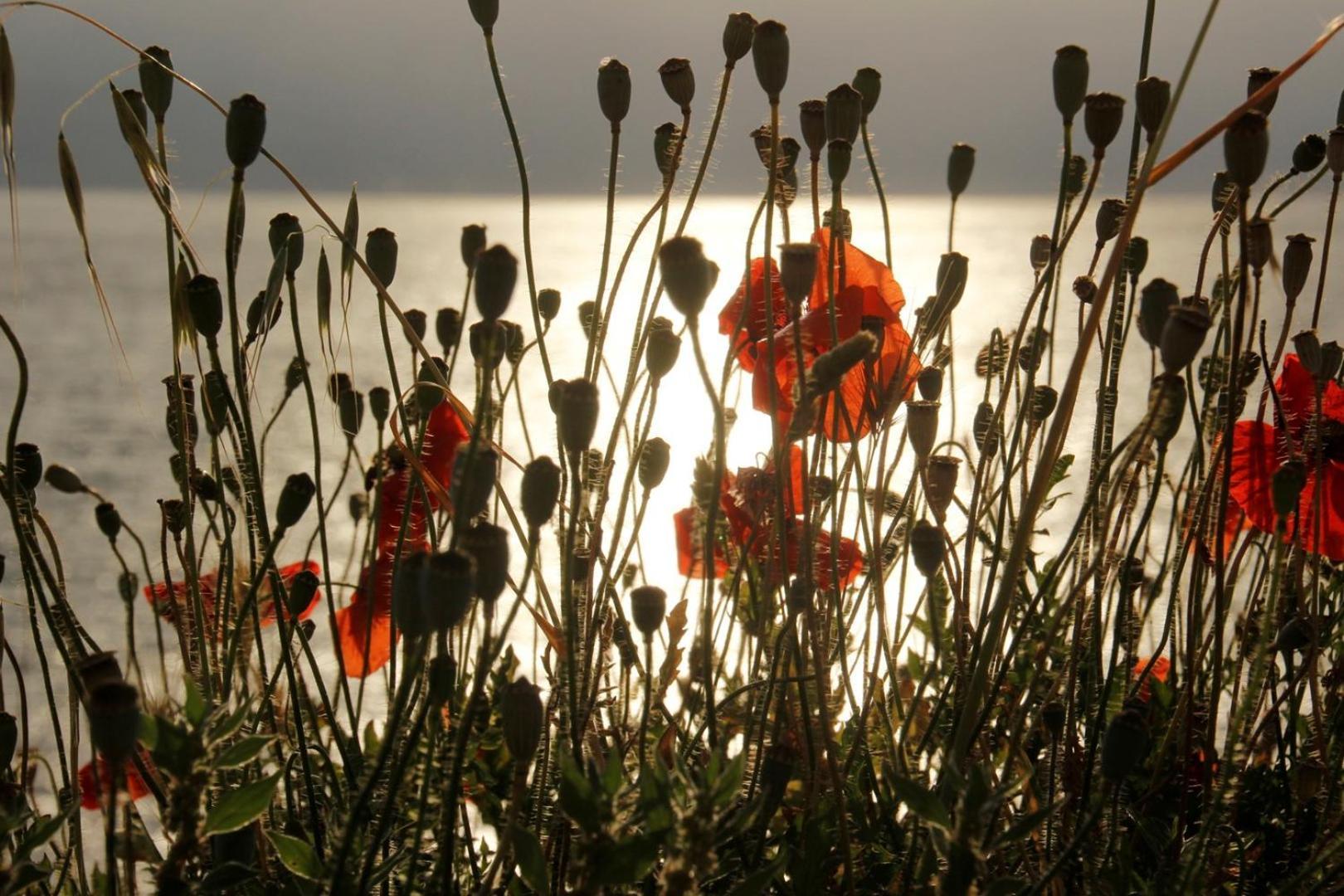 Vila Verbana Apartments Vrbnik  Dış mekan fotoğraf